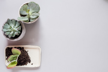 mockup decorated  with succulent