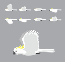 White Sulphur Crested Cockatoo Flying Animation Sequence Cartoon Vector © bullet_chained