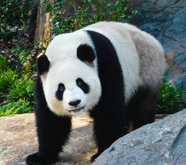 Obraz premium Giant Panda