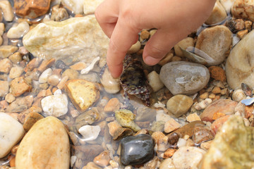 작은 게들의 생존