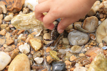 작은 게들의 생존