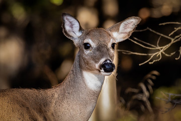 Closeup of a doe standing near the woods.