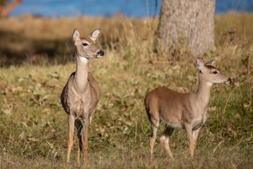 Two does in a field near a lake.