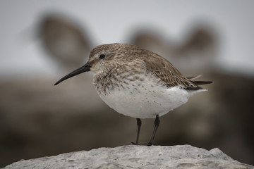 Dunlin And His Posse