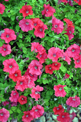 Pink petunias background