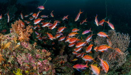 A school of Cherry Anthias