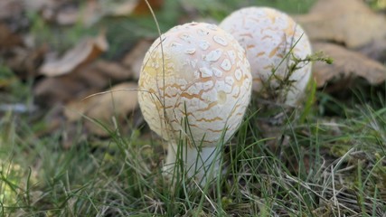 white mushroom in the grass