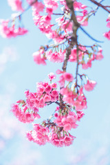 Beautiful  Pink Cherry Blossom on nature background , Sakura flower blooming