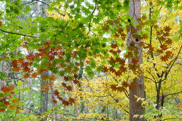 秋のカラマツ林の中にカラフルな楓