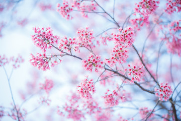 Beautiful  Pink Cherry Blossom on nature background , Sakura flower blooming