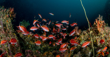 A school of Cherry Anthias