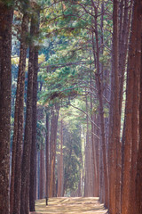 Walk way in the pine forest