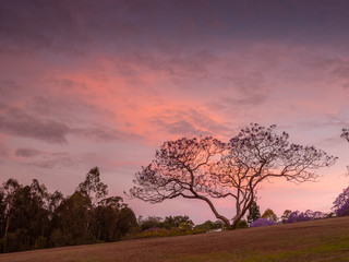 Fototapeta na wymiar Jacaranda Sunset Silhouette