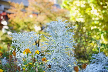 紅葉に映える雪の結晶のような白妙菊