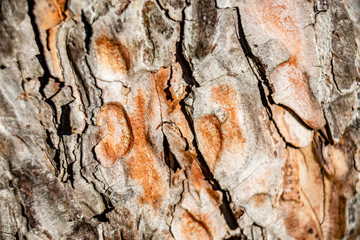 Tree bark texture, close-up, backgrounds 