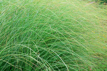 Gramineous plants in the botanical garden
