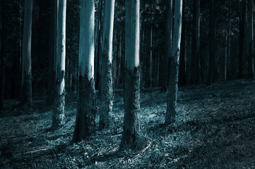 Black and white abstract lit trees in forest moody landscape