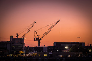 cranes at sunrise