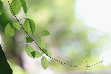 Green leaves in nature background.