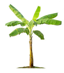 Banana tree isolated on white background © Nattawut