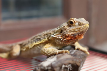 Bearded Dragon on the small logs was staring at something.