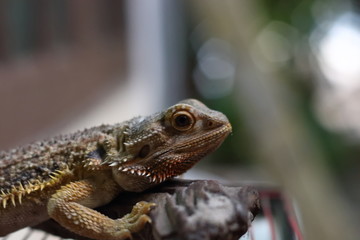 Bearded Dragon on the small logs was staring at something.