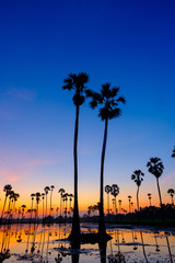 Obraz premium silhouette palm tree in the morning