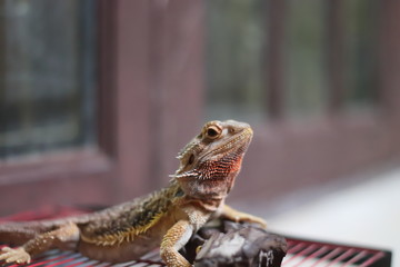 Bearded Dragon on the small logs was staring at something.