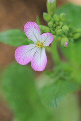 작은 분홍색 꽃