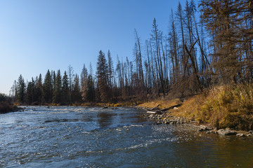 rapids and river bank of saskatchewan