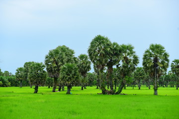 View of green rice fields and Dong Nang area around Tanote palm trees.