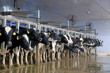 Milking parlor in dairy farm