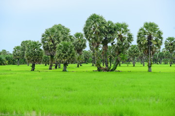 View of green rice fields and Dong Nang area around Tanote palm trees.