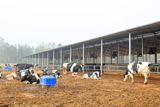 Dairy farm, Close-up photos