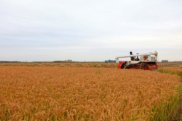combine harvesters to harvest rice in fields, Luannan County, Hebei Province, China