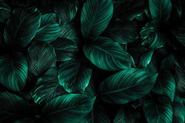 Obraz na płótnie Canvas leaves of Spathiphyllum cannifolium, abstract green texture, nature background, tropical leaf