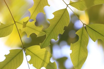 green leaves in sunlight