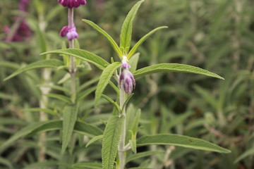 nature plant and flower outdoor photo