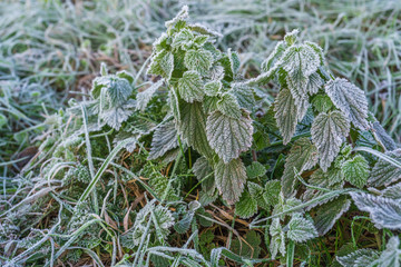 a couple of nettles early in the morning covered with frost - 299867906