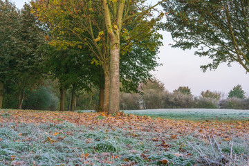 A park landscape in late autumn at sunrise and frost - 299867910