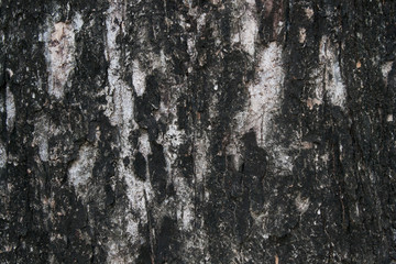 Fototapeta premium tree bark texture image