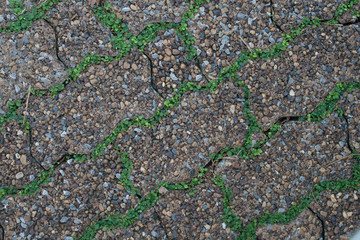 walkway Concrete blocks with grass