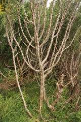 Obraz premium nature plant and flower outdoor photo