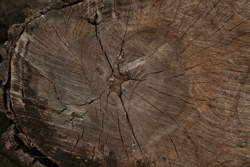 tree stump texture image