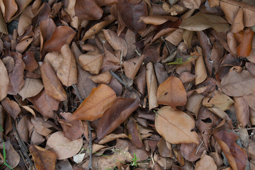 dry leaf garbage fallen background