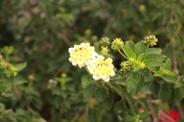 nature plant and flower outdoor photo
