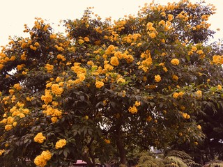 nature plant and flower outdoor photo