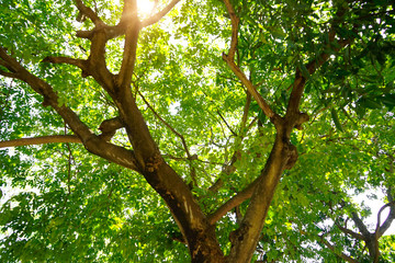 Blurred Big tree nature green wood sunlight backgrounds