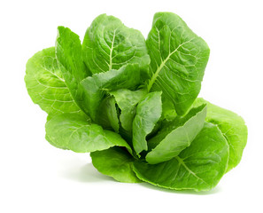 green romain or cos isolated on white background