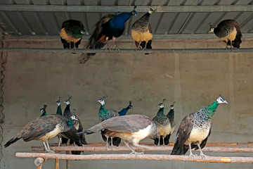 Fototapeta premium Peacocks are in the farm
